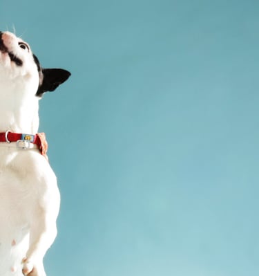 a dog jumping up into the air with a frisbee in the air