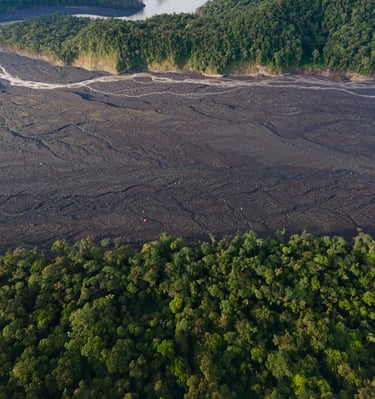 a large area with a lot of trees and water