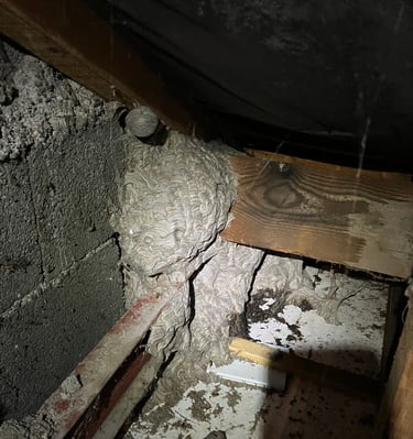 Énorme nid de guêpes éliminé par Safezzy dans des combles à Illzach (Haut-Rhin)