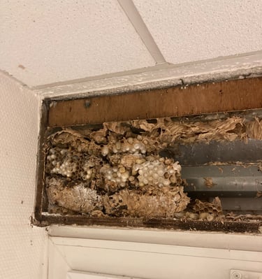 Nid de guêpes actif découvert sous toiture à Valdoie, intervention réalisée par Safezzy