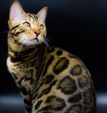 Gato Bengalí