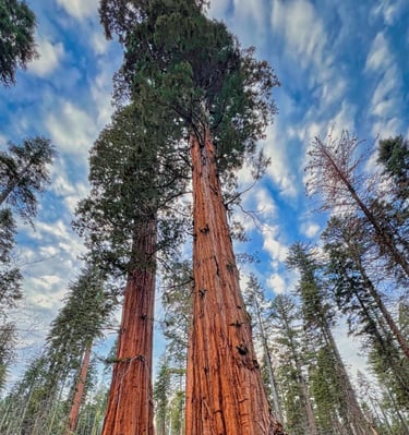 Giant sequoia trees tower over a lush forest floor in Sequoia National Park under a bright blue sky.
