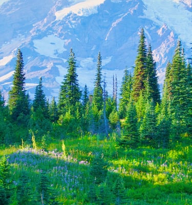 Snow-capped Mount Rainier rises above a lush green subalpine meadow and evergreen forest in Washington State.