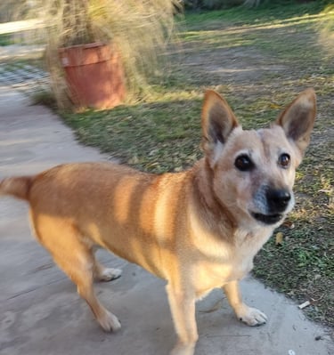 a dog standing on a sidewalk 