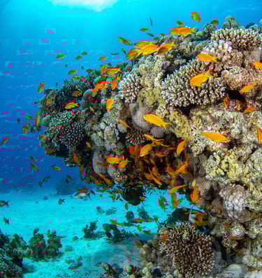 Hurghada - EGYPTE