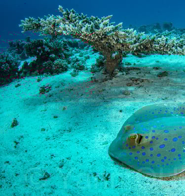 Hurghada - EGYPTE