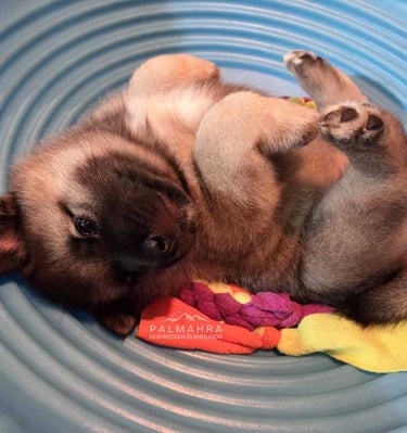 Norwegian Elkhound puppy