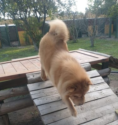 a dog is walking on a wooden platform