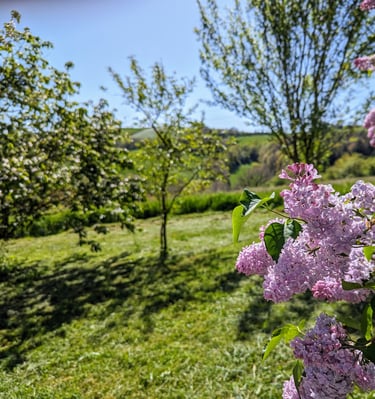 Fleurs violettes et en arrière plan le jardin