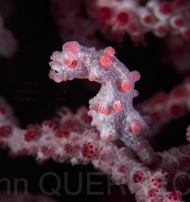 Hippocampe pygmée - PHILLIPINES