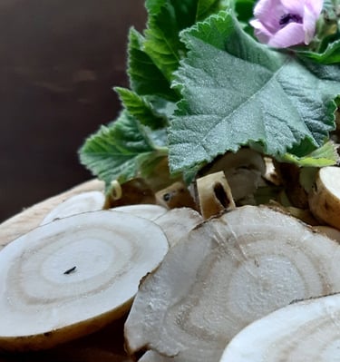 Eibisch Wurzel