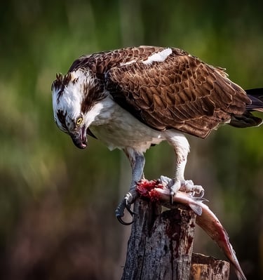 Osprey & Dinner