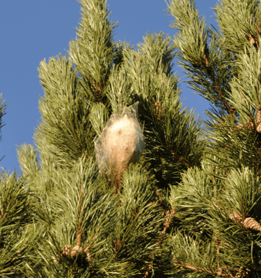 chenille processionnaire chenille processionnaire chenille processionnaire chenille processionnaire