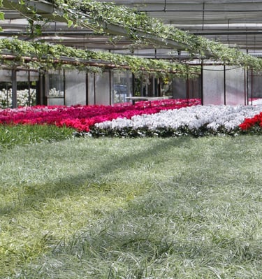 plantes pour la toussaint