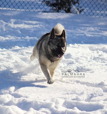 Norwegian Elkhound running in snow