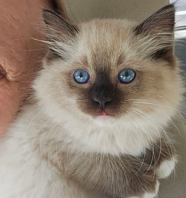 mitted seal point ragdoll kitten ragdoll cat blue eyed cat