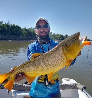 Dorado