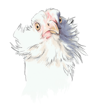 Emerald Arucanas, one of the heritage breeds laying our delicious and nutritious Orchard Eggs.