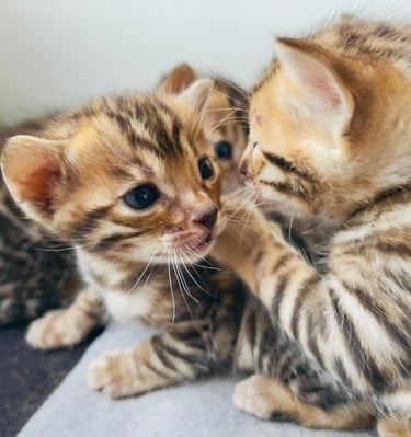 Gato Bengalí