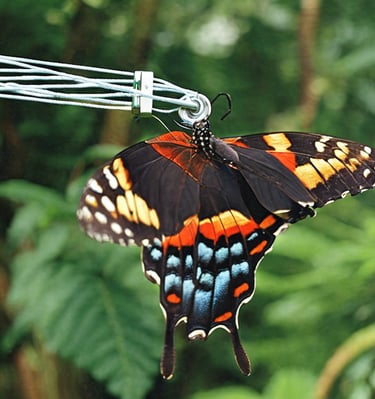 Dahlonega Butterfly Farm
