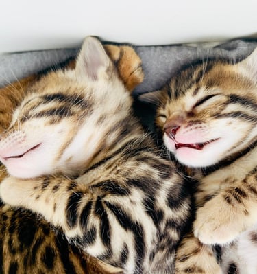 Gato Bengalí