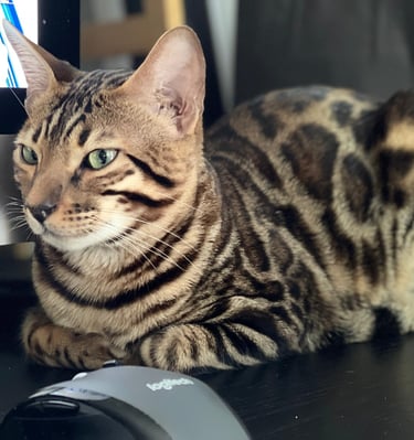 Gato Bengalí