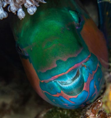 Poisson perroquet - Koh lanta - THAILANDE
