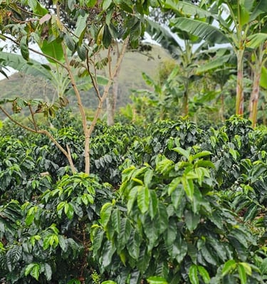 Cultivo de Café de variedad Pacamara y Castillo a una altitud de 1700 msnm.