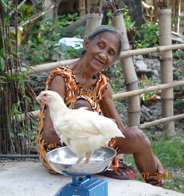 chicken from the local supplier, raised with passion and healthy food being weighted