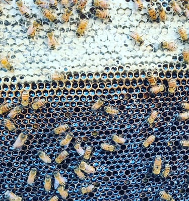 Comb Full of Delicious honey