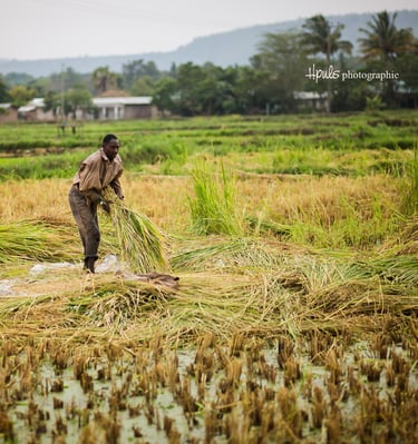 Mto wa Mbu – Reisfelder und Bananenplantagen bei einem Tagesausflug entdecken.