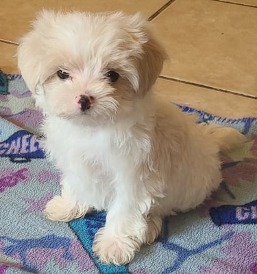 Shih Tzu Maltese MalShi Puppy on blanket in Florida. 