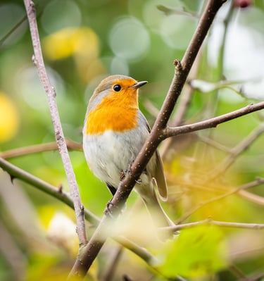 Ein Rotkehlchen im Garten in Grevenbrück. Foto: Philipp Geisler