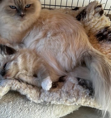 Ragdoll, Kitten, Cat, Queen