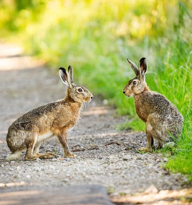 Zwei Feldhasen auf einem Weg. Foto: Philipp Geisler