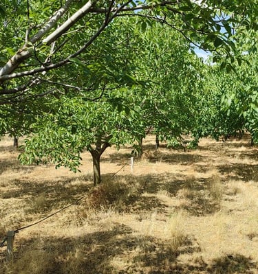 Plantaža oraha u selu Bajša u Vojvodini