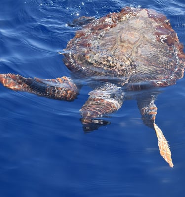 Overhead view of a loggerhead sea turtle swimming in the clear Madeira sea.