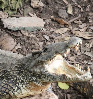 crocodile dans le Parc National de Bardiya