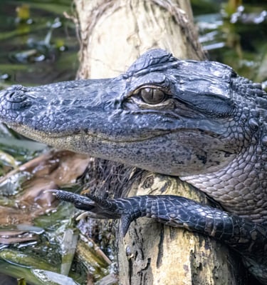 Gator Smile