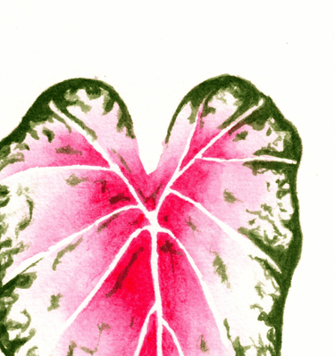two heart shaped leaves with a pink core