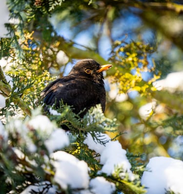 Amsel im Schnee. Foto: Philipp Geisler, Grevenbrück