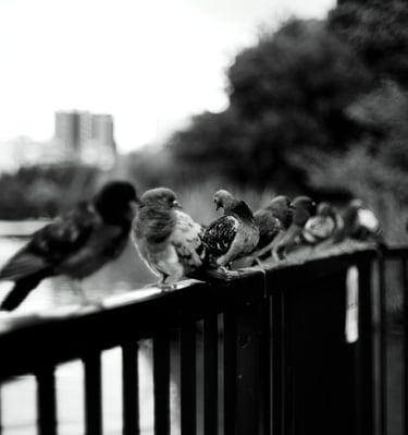a group of birds sitting on a fence
