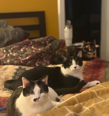Three cats on bed