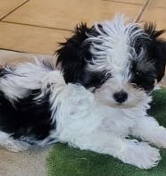 Black and White Registered Designer Breed Mal-Shi Pup.