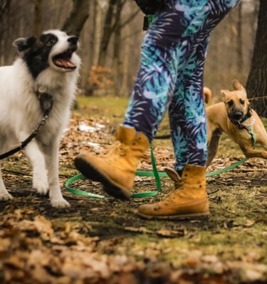 zwirowany ludzko-psi team