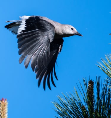 Clark's Nutcracker (Nucifraga columbiana) Sumerland, BC