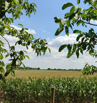Stabla oraha i kukuruzi usred leta