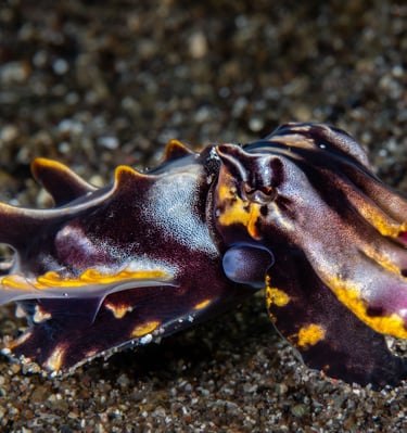 Seiche flamboyante - Anilao - PHILIPPINES