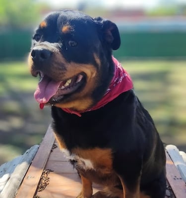 a dog sitting on a wooden table with a red bandanna