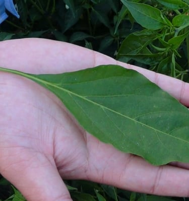green chili leaf